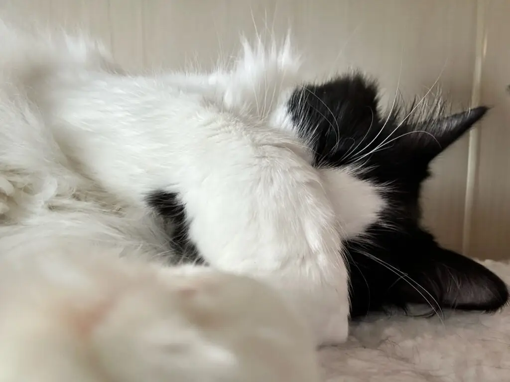 Willow drapes her forearm over her eyes to block out the daylight so she can sleep in peace