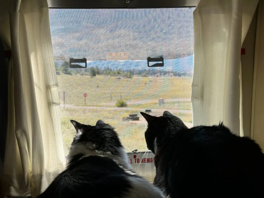 Frankie & Willow watch intently an unknown…thing.