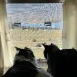 Frankie & Willow watch intently an unknown…thing.
