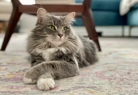 Sadie the cat crosses her front legs and looks away