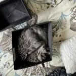 Sadie curled up inside a soft-sided clothes organizer for a quick nap.
