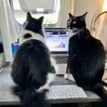 Frankie & Willow the cats sit on the desk in front of a laptop during a video call