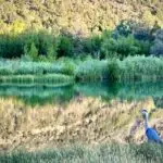 A rare blue heron contemplates the quiet morning lakeside, looking for its breakfast