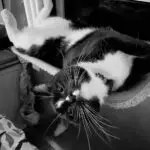 Frankie the B&W cat lounges about, spread out on his back