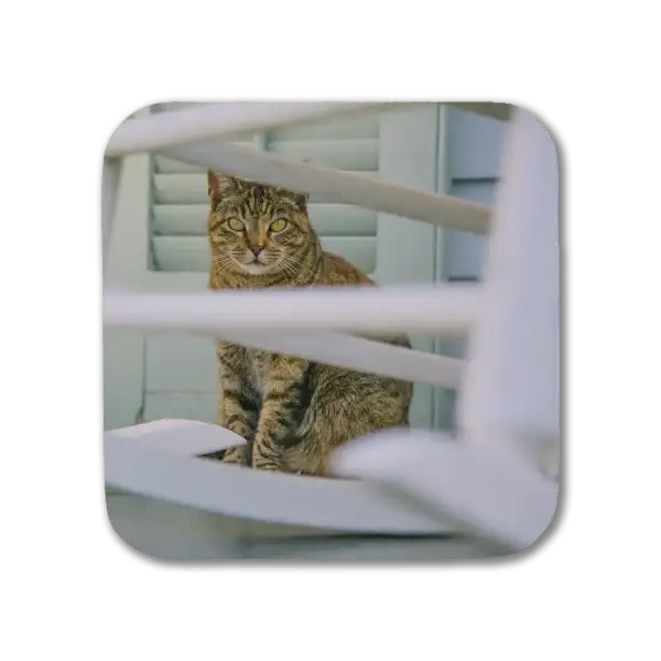 Coaster featuring a color image of a tabby cat on a New Orleans porch, sitting behind a rocking chair
