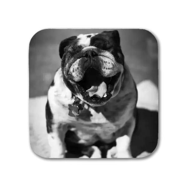 Coaster featuring a B&W image of a bulldog in New Orleans