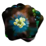 A set of four coasters featuring close-up floral shots in a forest at the base of a Colorado fourteener