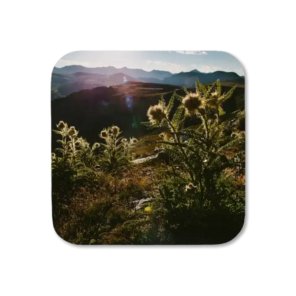 Thistles backlit against the late-afternoon sun stand threatening to anyone daring to get close enough, artwork for a coaster