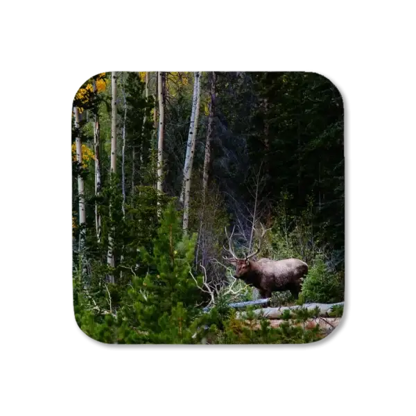 A bull elk ponders the camera while standing amid a forest in Rocky Mountain National Park