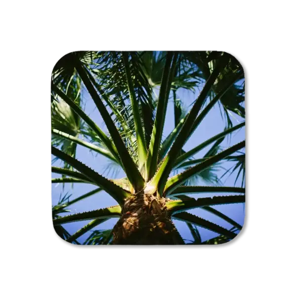 Photo shooting up toward a palm tree, late afternoon sun, artwork for a coaster