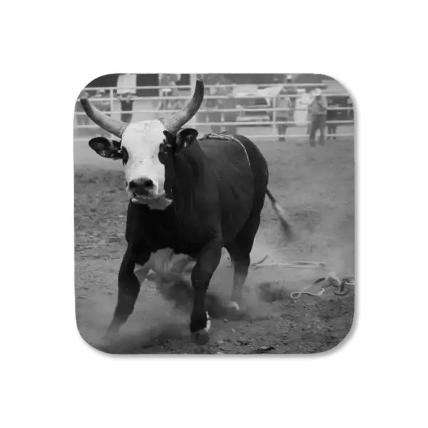 A horned and annoyed bull starts to charge the camera at a rodeo, artwork for a coaster