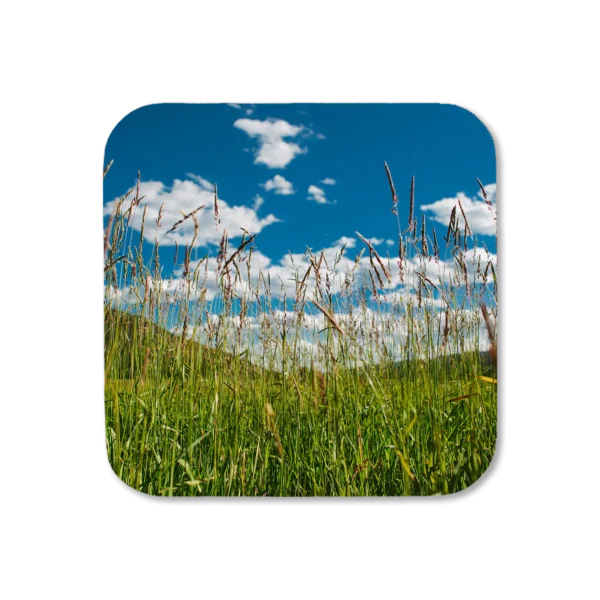 Wheatgrass spans as far as the eye can see in a prairie in Rocky Mountain National Park, artwork for a coaster